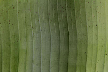 banana leaf 02の写真素材