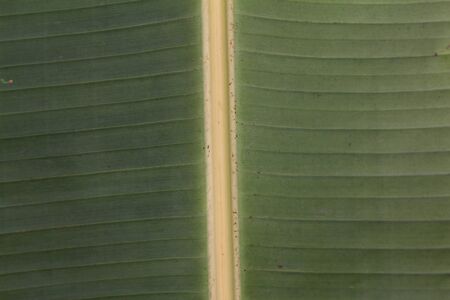 banana leaf 03の写真素材