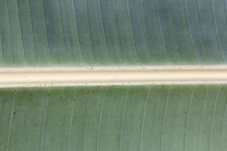 banana leaf 05の写真素材