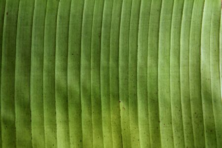 banana leaf 08の写真素材