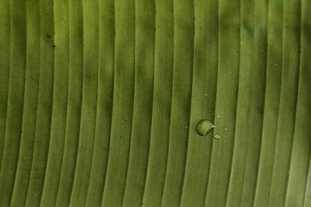 banana leaf 09の写真素材