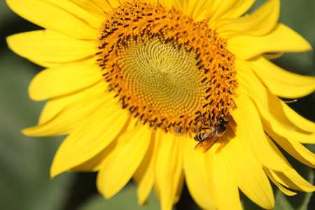 bee and sunflowerの写真素材