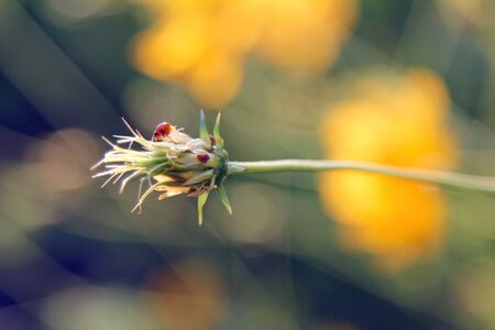 bug and flower