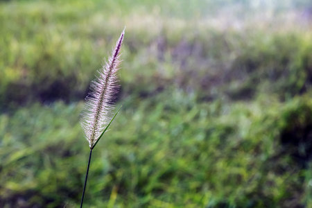 Grass flower on blurred background. Selective focus and shallow depth of field.の写真素材
