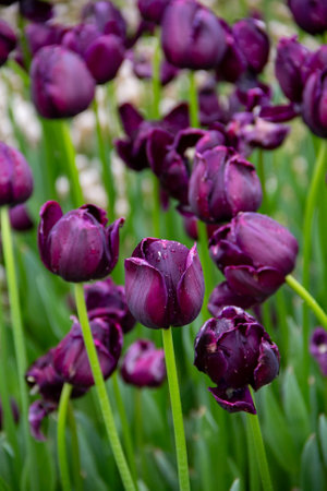 Purple tulips in the Keukenhof park in Netherlandsの写真素材