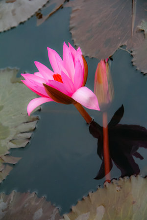 Pink lotus flower blooming in the pond with green leaf backgroundの写真素材