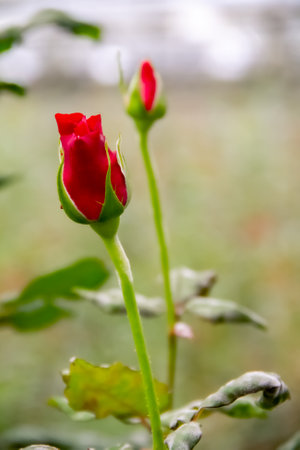 Red rose in the garden, Thailand. (Selective focus)の写真素材