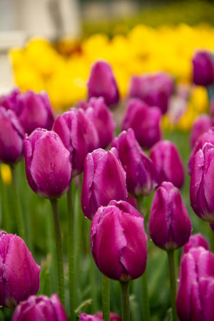 Purple tulips with yellow tulips in the background, selective focusの写真素材