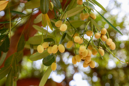 Closeup of yellow ginkgo fruits on tree in garden.