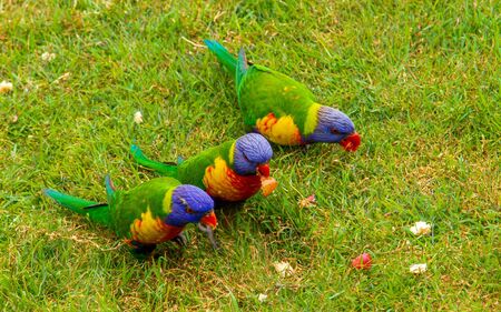 Rainbow lorikeets on grass eating bread and fruitの写真素材