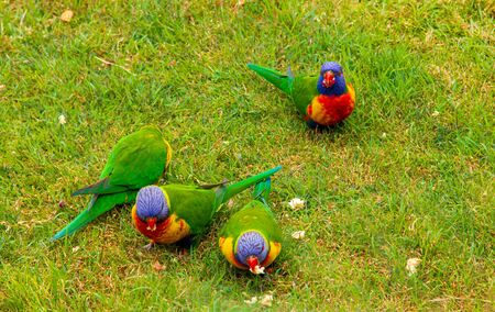 Rainbow lorikeets on grass eating bread and fruitの写真素材