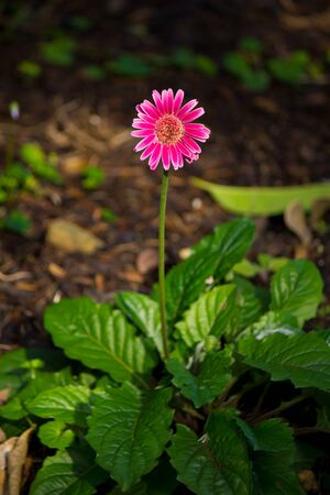 Small pink flowerの写真素材