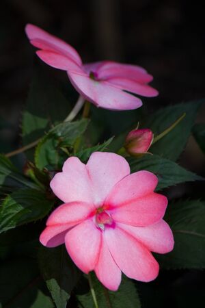 Two pink flowersの写真素材