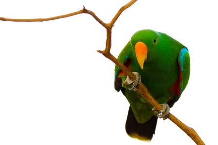 Eclectus parrot perched on branch against pure white background, looking towards cameraの写真素材