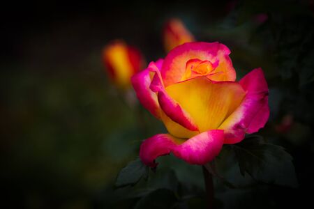 Pink and Yellow Roseの写真素材