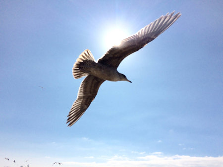 Bird flying on a sunny dayの素材