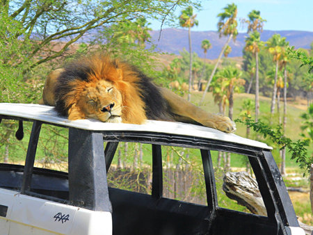 A lion sleeping on top of a carの素材