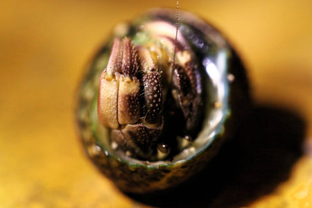 Closeup look at a hermit crabの素材