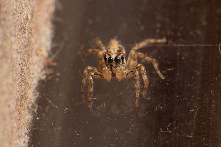 Plexippus paykulli or commonly known as "Jumping Spider".  It is native to south east asian countries like the Philippinesの写真素材