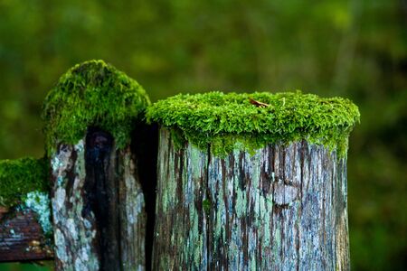 Pole with mosの写真素材