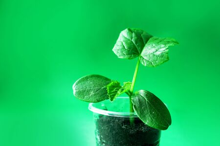 seedling. sprout from the ground. agriculture growing cucumbers. Seeds grown into a flower.の写真素材