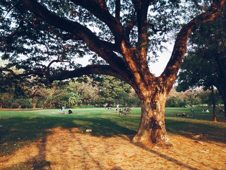 Beautiful orange sunset in trees gardenの素材