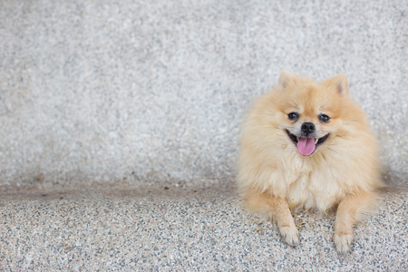 Pomeranianの写真素材