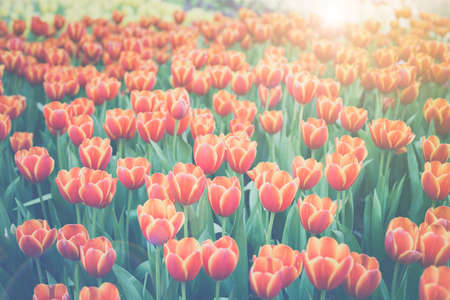 Red tulips in the flower garden