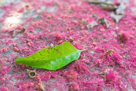 Pink pollen on the floor.の写真素材