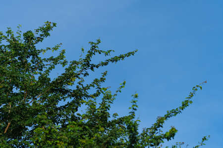 green trees and blue skyの写真素材