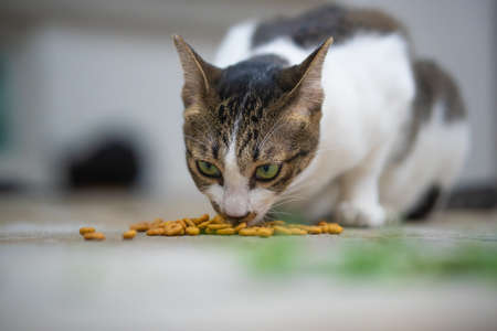 The cat is eating the grain on the cement