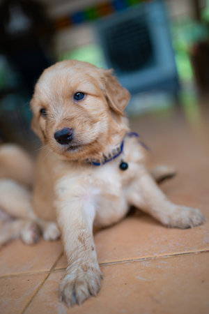 Many Golden puppies were sleeping merry.の写真素材