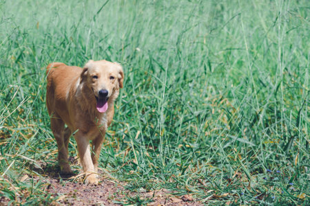 old golden terriever dog walking outsideの写真素材