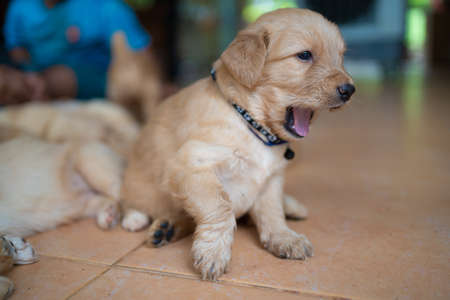 Many Golden puppies were sleeping merry.の写真素材