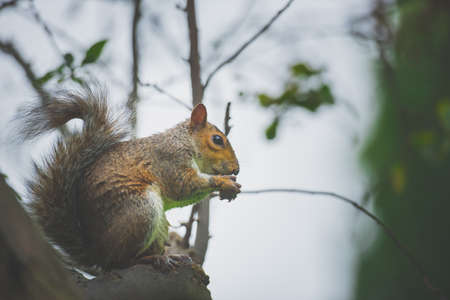 Squirrel sitting under a tree eating candy.