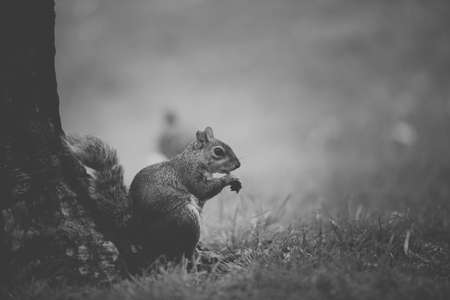 Squirrel sitting under a tree eating candy.の写真素材