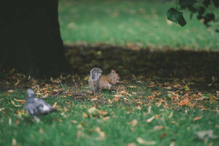 Squirrel sitting under a tree eating candy.の写真素材