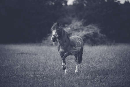 Horses running on the lawnの写真素材