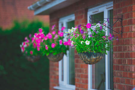 Flowers in pots by the windowの写真素材