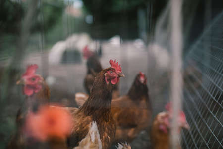 Domestic chicken farm in Englandの写真素材