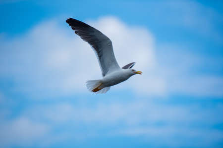 Pigeons flying in Englandの写真素材