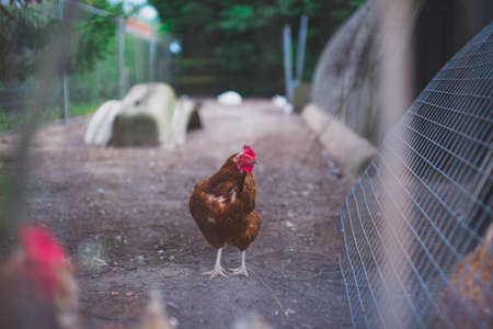 Domestic chicken farm in Englandの写真素材