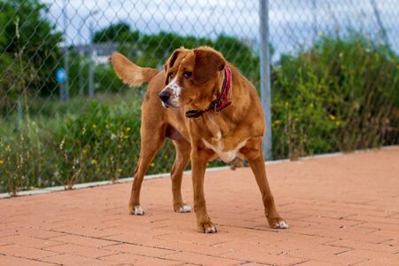 dog watchingの写真素材