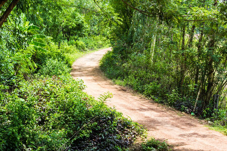 Way into forest