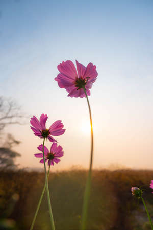 Beautiful pink cosmos flowers blooming in the garden with nature soft blur field of yellow grass background on sunriseの写真素材