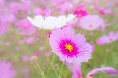 Pink and white Cosmos flowers in the garden on white background. Beautiful vintage color tone flower background concept.の写真素材