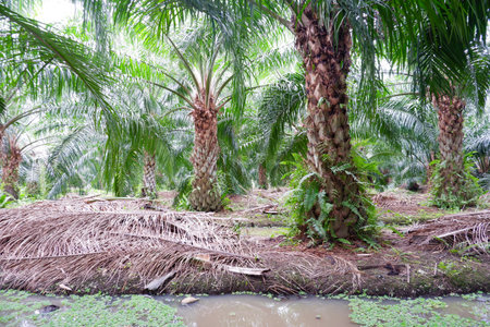 Palm oil plantation in Central  region Thailand.
