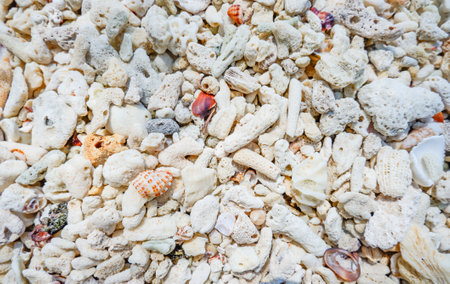 Pieces of dead corals mixed with stones and shells on the shore on the sand for background