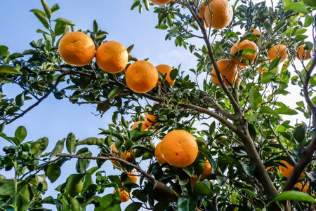 Oranges on tree before harvesting with  blue sky in orange gardenの写真素材