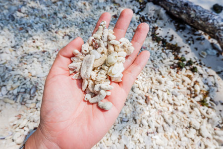 Dead corals on the hand and dead corals on sand backgroundの写真素材